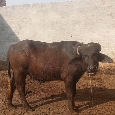 Katta Dunda Kurbani Kaliye