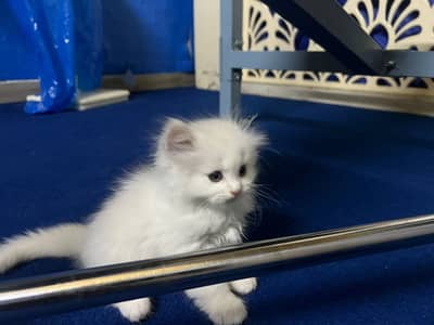 Semi punched face kittens for sale