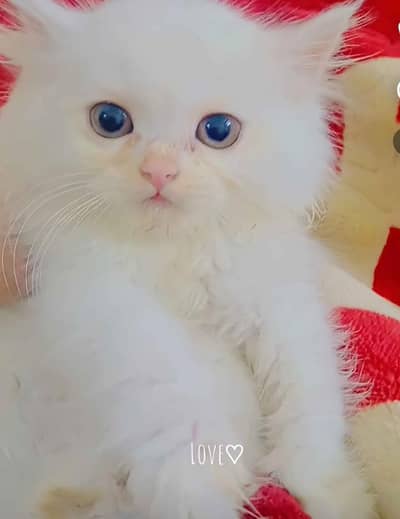 my parsian kitten for sale 0345/52/67/595 my contact