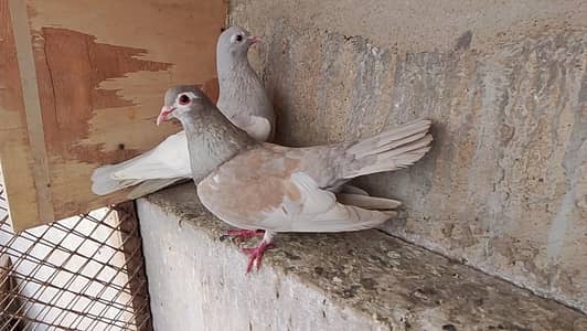khal - sherazi - kabra - gulabi pigeon for sale