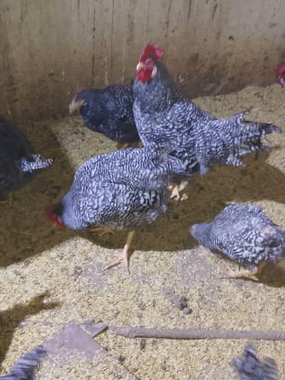 Plymouth breaders egg laying for sale