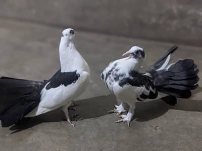 chick pair for sale 03010926352.   . . . healthy and active