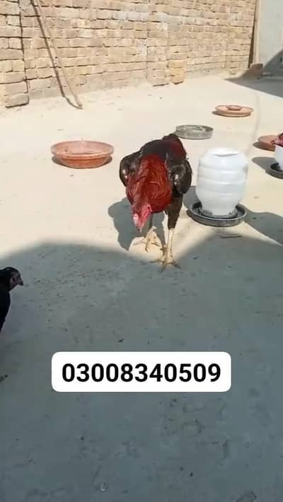 for sell impodat  janwar