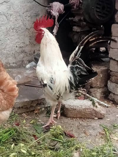 anda wali dasi murghi for sale | Hens | breeder| Egg laying