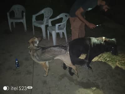 German shepherd dog pair for sale