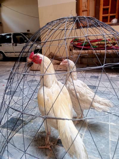 for sale aseel murga white paper miawali (whatsap namber 03109600833 )