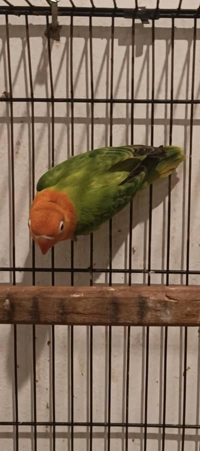 Lovebirds self chick 03295445462