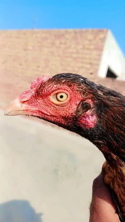 pure aseel healthy or active morgi ha