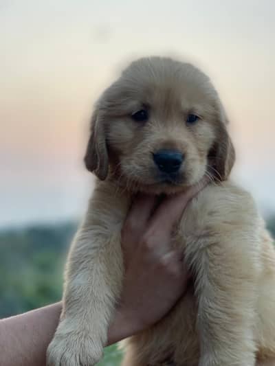 Golden retriever pedigreed puppies | male | female