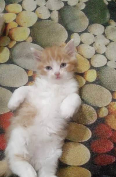 a cute Persian kittens