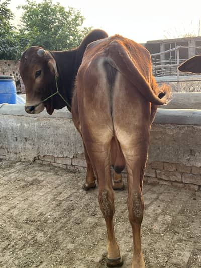 2 dant Qurbani 2026 Sahiwal bull 03123363922