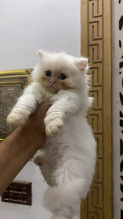 Triple coated semi punch face Kittens