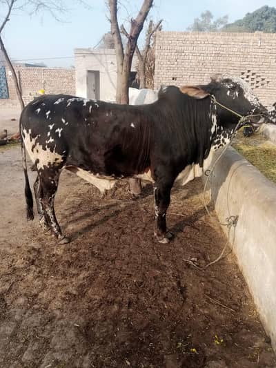 Bachra for sale