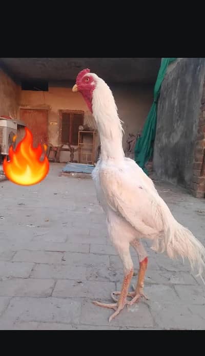 Aseel shamo cross chicks with white Heera female