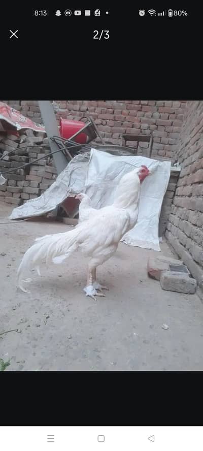 heera aseel chicks for sale location Lahore