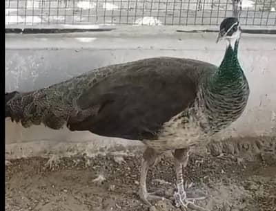 Peacock Ready to breed female available