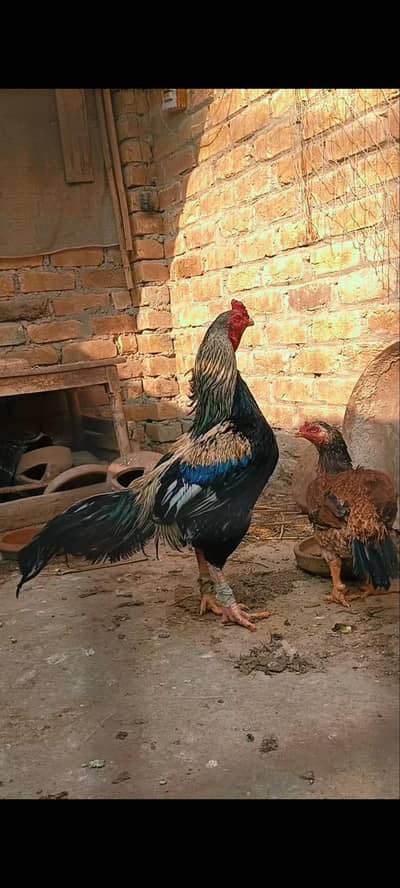 aseel high quality breeder