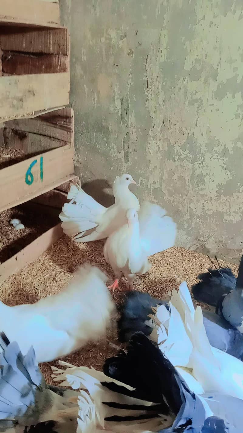 Breeder Pair 0
