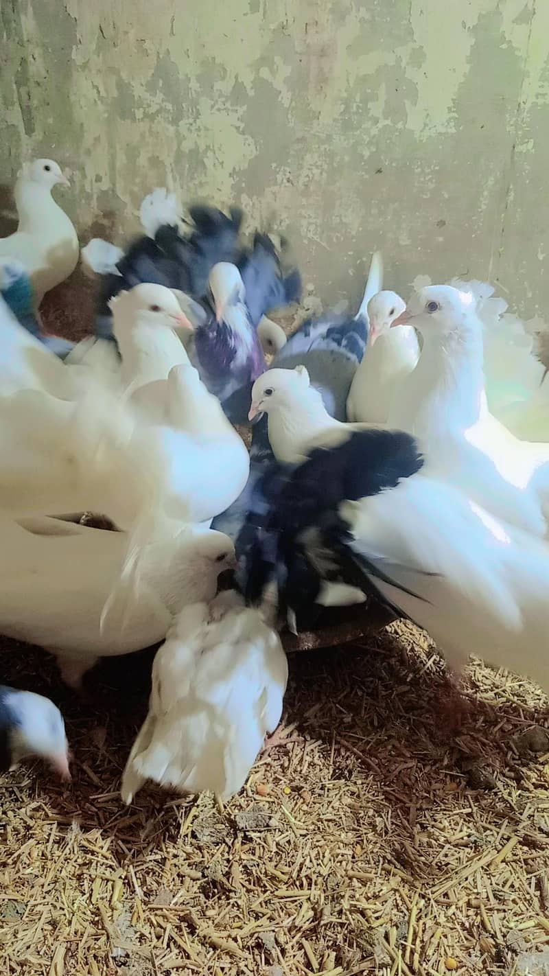 Breeder Pair 1