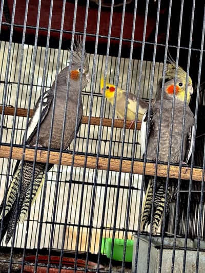 Cockatiels parrot exhibition quality