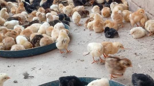 golden mishri chicks