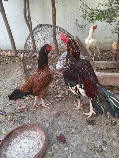 Heera male cheena male saleti madi and javi madi