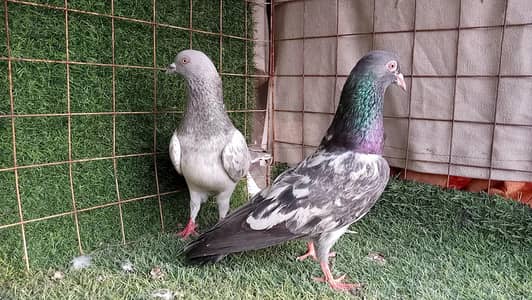 high flying joro waly pigeon . . . . 1300 per