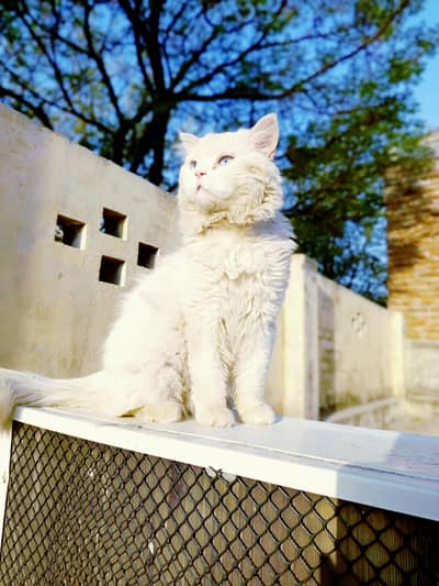 0331 6073502 persian long coat blue eyes  and white colour male