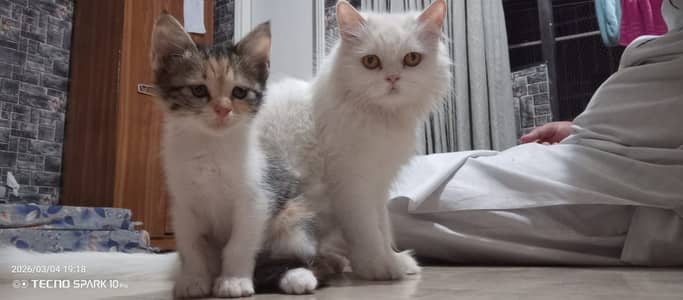 Persian Adult Cat For Sale - Nazo Ki Pali