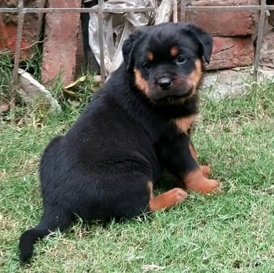 Rottweiler female puppy 100% pure pedigree quality