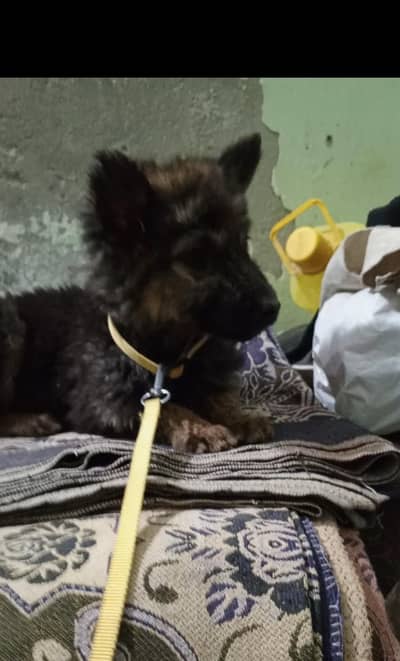 German shepherd double coat female puppy age 2 months