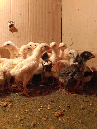 Pure German paper white O shamo chicks Inreasonable price Choze white