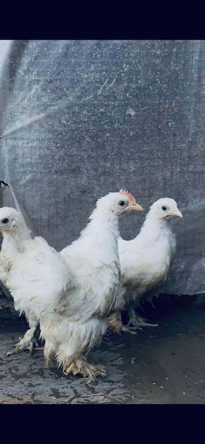 White bantam 1 Male 4 Females available