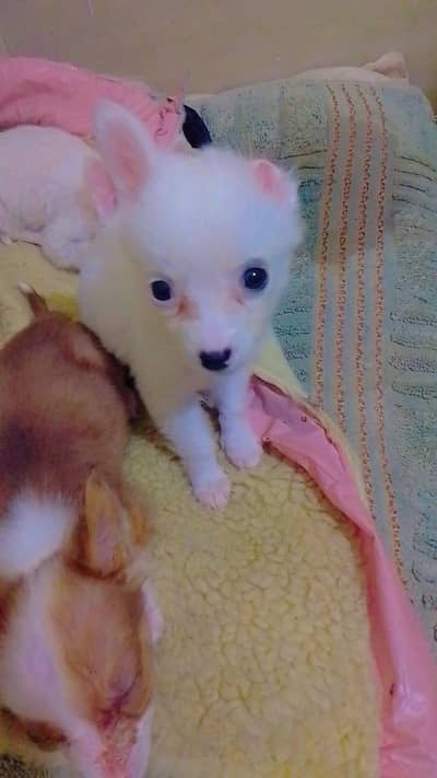 Cute Small Size Puppies Available – Healthy & Playful”