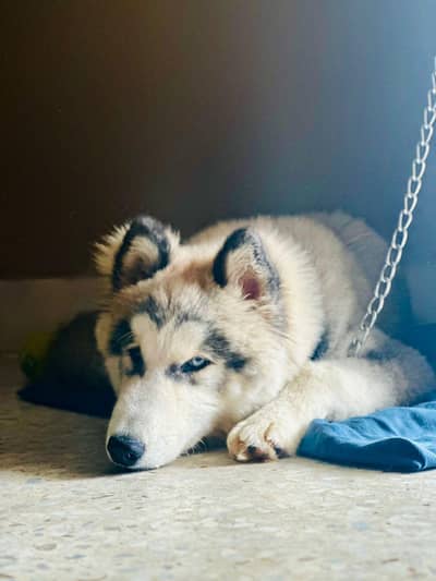 Siberian Husky Trained