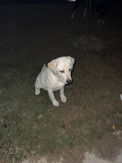 labrador best bones female available nowww vaccinated done