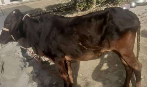 قربانی کے لئے جانور