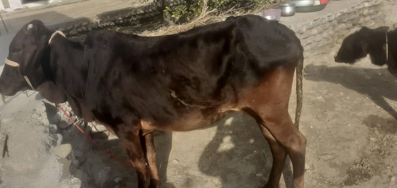 قربانی کے لئے جانور 1