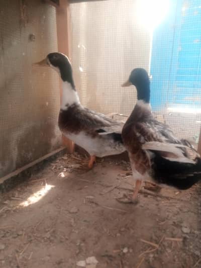 Duck for sell. Near Anwar Baloch hotel