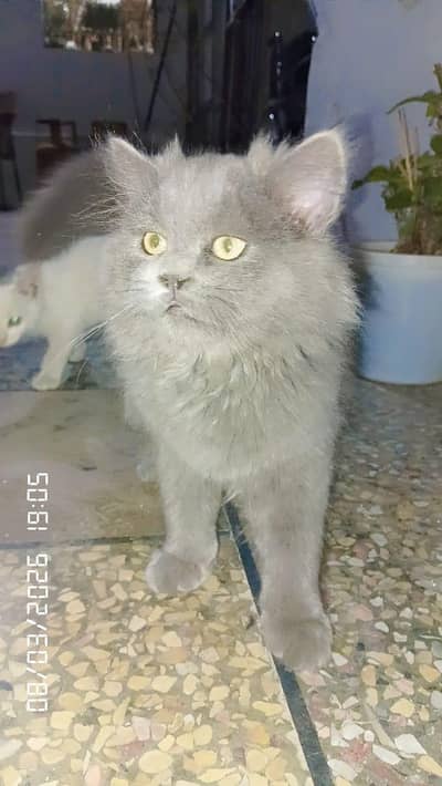 cat for sale beautiful