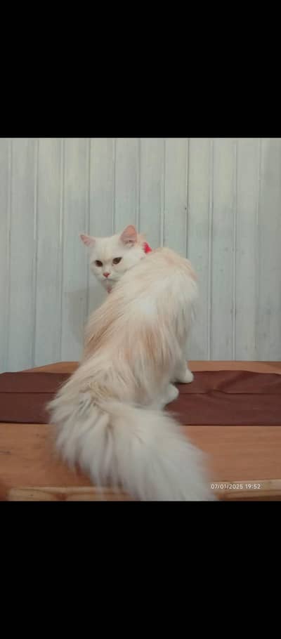 Persian Male cat