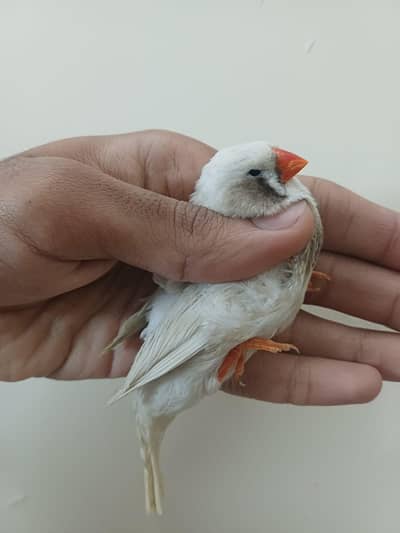 mutation finches
