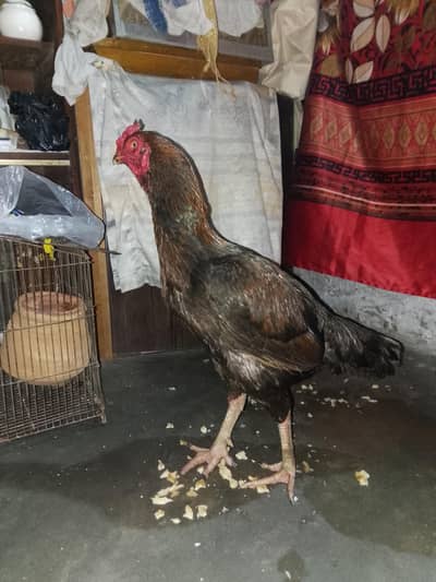 BEAUTIFUL ASEEL MURGHA