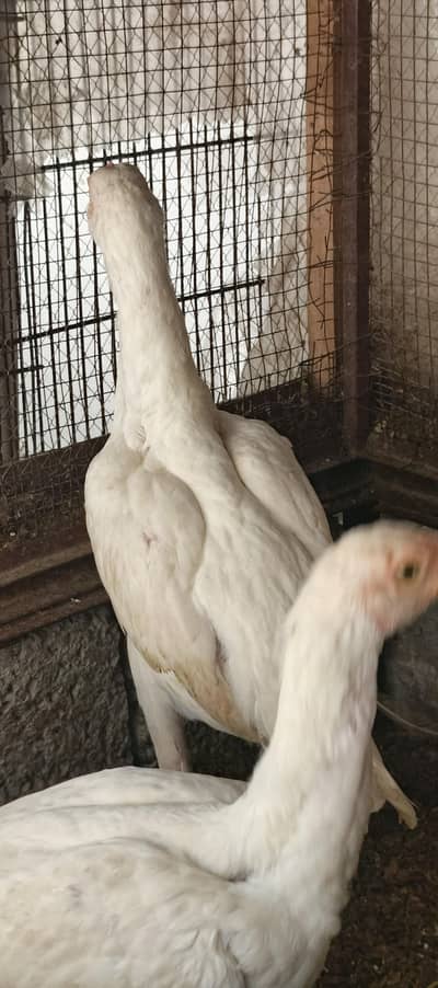 Pure Aseel Heera chicks and Hen urgent for sale