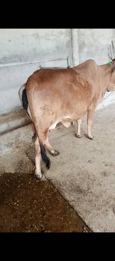 sahiwal cow