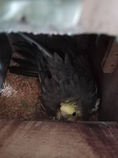 cocktail breeder pair with 5 egg's 4 fertile hain