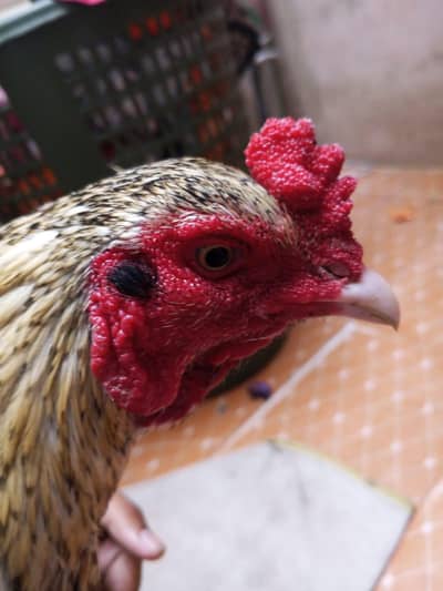 what'sapp per baat karo