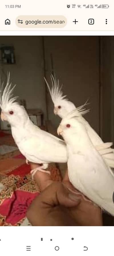 eno Cocktail breeder Lene wala rafta Karen