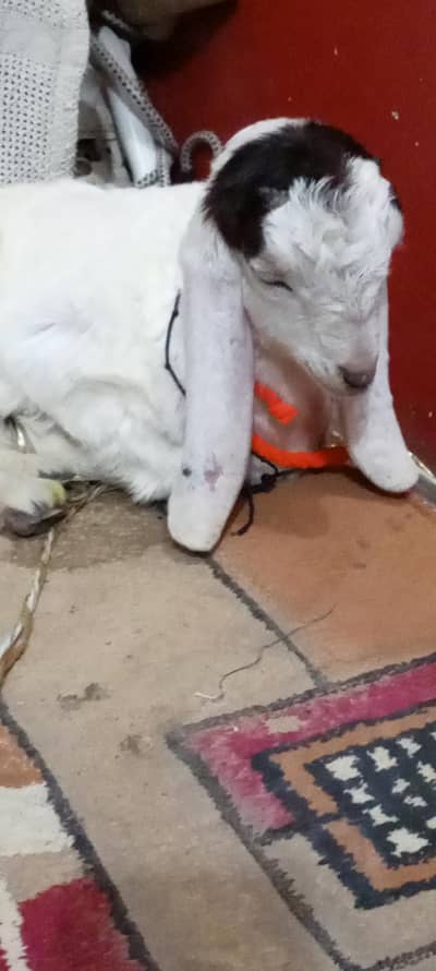 bakri Ka bacha gulabi cross hy