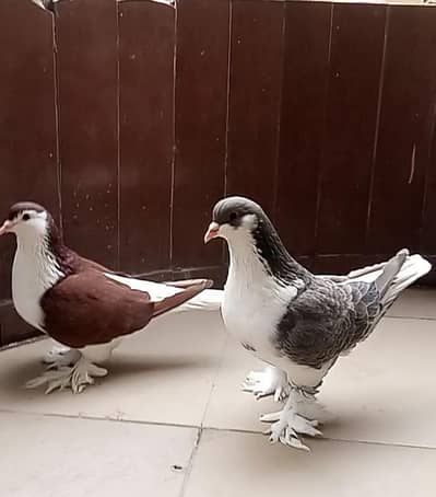 Lahori Sherazi Breeder pari for sale hai